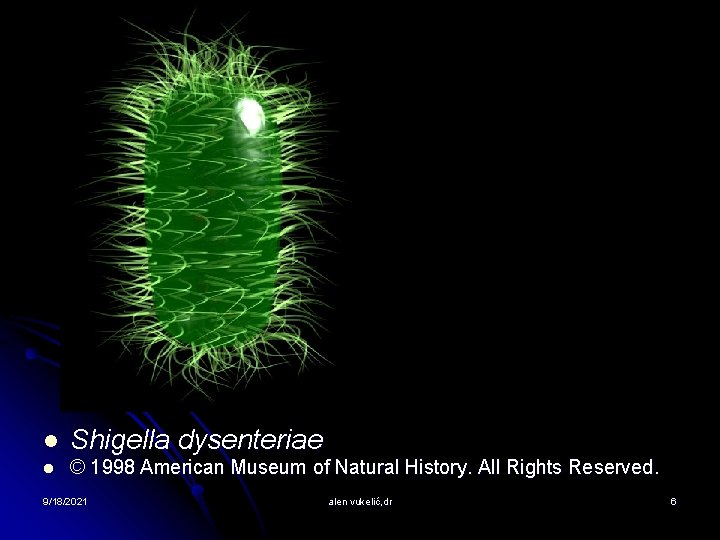l Shigella dysenteriae l © 1998 American Museum of Natural History. All Rights Reserved.