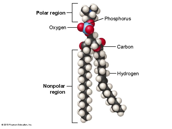 Polar region Phosphorus Oxygen Carbon Hydrogen Nonpolar region © 2013 Pearson Education, Inc. 