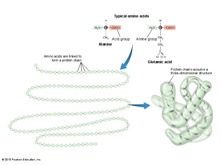 Typical amino acids Acid group Amine group Alanine Amino acids are linked to form