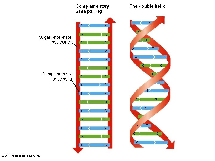 Complementary base pairing Sugar-phosphate “backbone” Complementary base pairs © 2013 Pearson Education, Inc. T