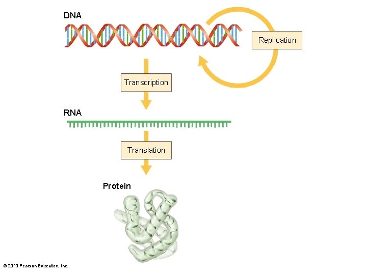 DNA Replication Transcription RNA Translation Protein © 2013 Pearson Education, Inc. 