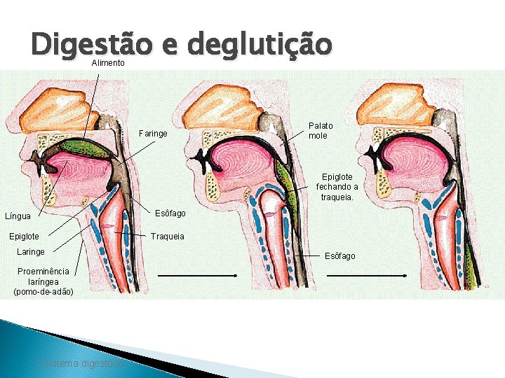 Digestão e deglutição Alimento Faringe Palato mole Epiglote fechando a traqueia. Esôfago Língua Epiglote