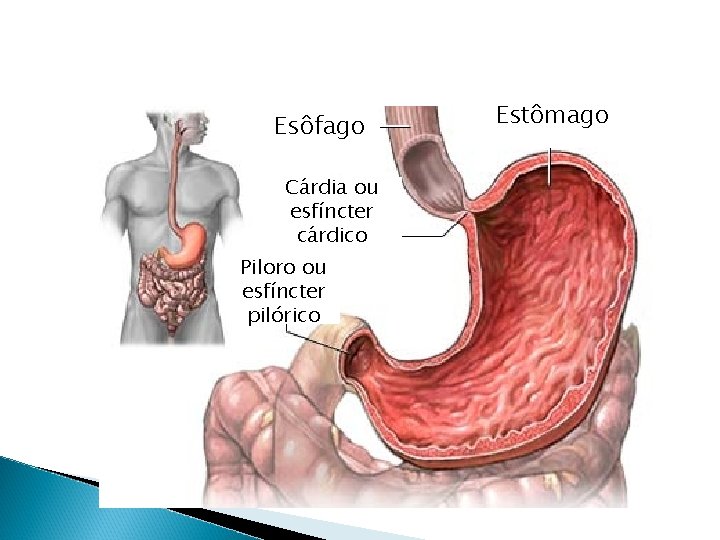 Esôfago Cárdia ou esfíncter cárdico Piloro ou esfíncter pilórico Estômago 