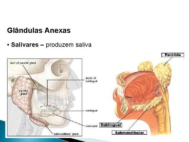 Glândulas Anexas • Salivares – produzem saliva 