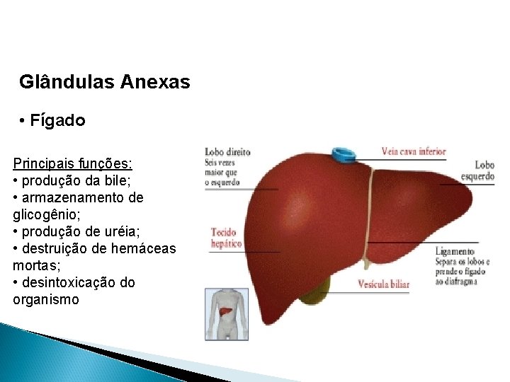 Glândulas Anexas • Fígado Principais funções: • produção da bile; • armazenamento de glicogênio;