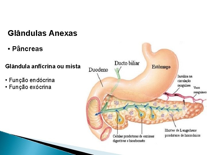 Glândulas Anexas • Pâncreas Glândula anfícrina ou mista • Função endócrina • Função exócrina