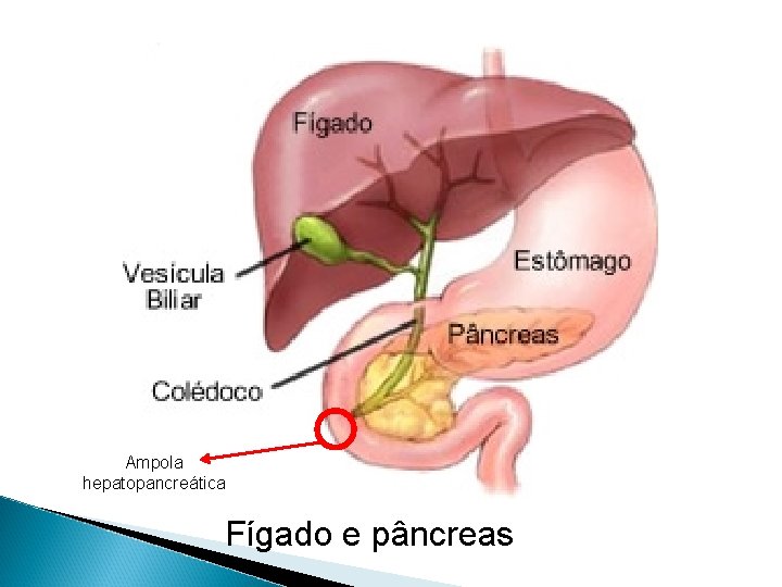 Ampola hepatopancreática Fígado e pâncreas 