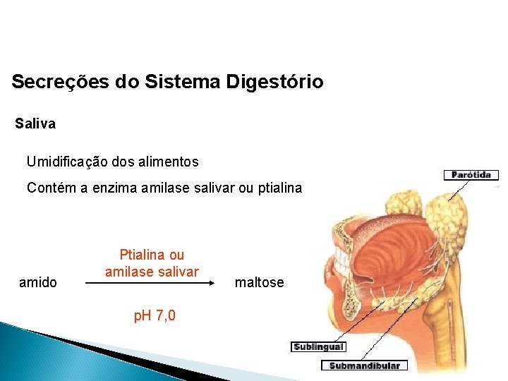 Secreções do Sistema Digestório Saliva Umidificação dos alimentos Contém a enzima amilase salivar ou