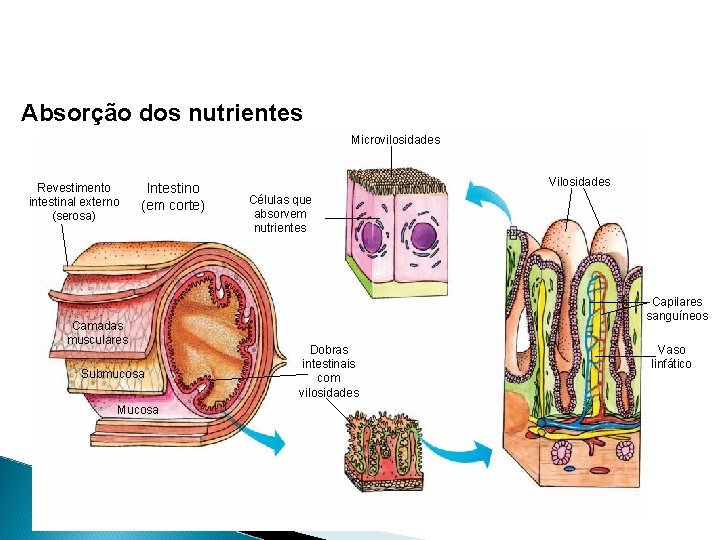 Absorção dos nutrientes Microvilosidades Revestimento intestinal externo (serosa) Intestino (em corte) Camadas musculares Submucosa