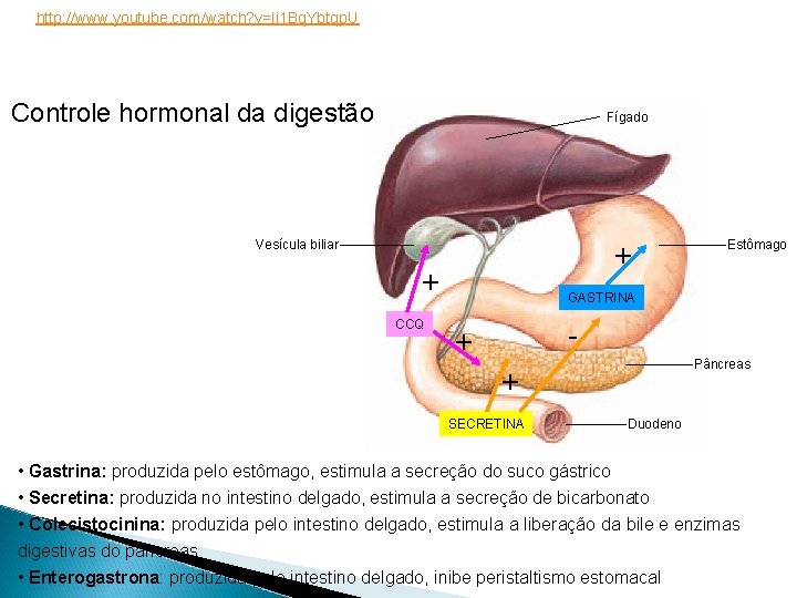 http: //www. youtube. com/watch? v=Ii 1 Bq. Ybtqp. U Controle hormonal da digestão Fígado