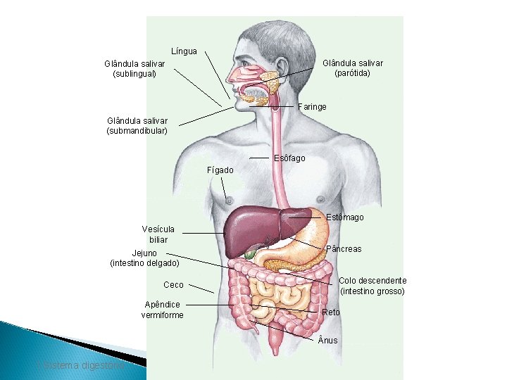 Língua Glândula salivar (parótida) Glândula salivar (sublingual) Faringe Glândula salivar (submandibular) Esôfago Fígado Estômago