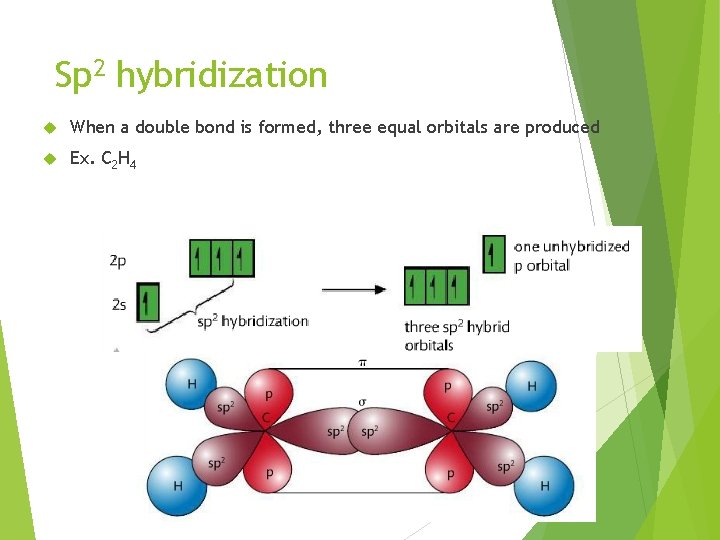 Sp 2 hybridization When a double bond is formed, three equal orbitals are produced