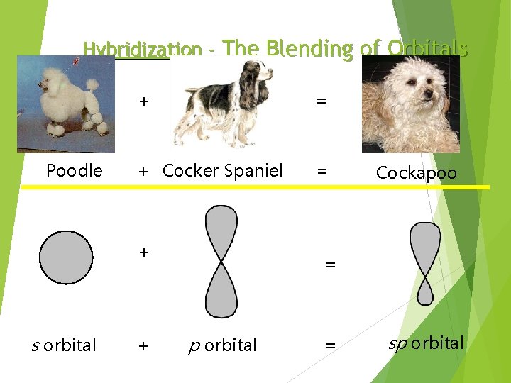 Hybridization - The Blending of Orbitals Poodle + = + Cocker Spaniel = +