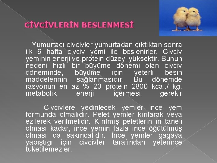 CİVCİVLERİN BESLENMESİ Yumurtacı civcivler yumurtadan çıktıktan sonra ilk 6 hafta civciv yemi ile beslenirler.