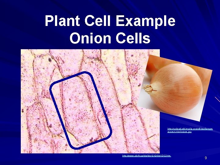 Cells A Characteristic of All Living Things Living