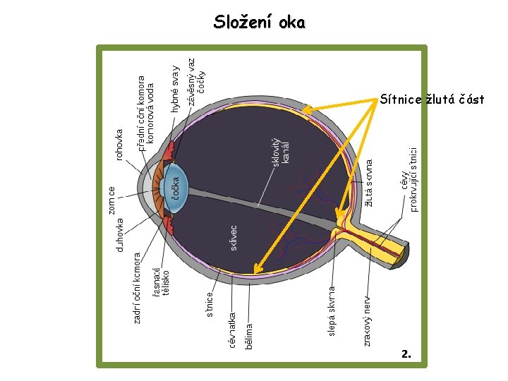 Složení oka Sítnice žlutá část 2. 