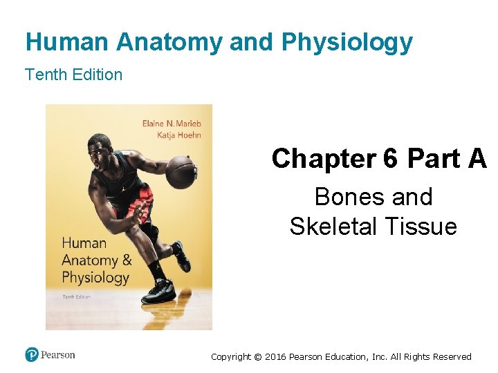 Human Anatomy and Physiology Tenth Edition Chapter 6 Part A Bones and Skeletal Tissue