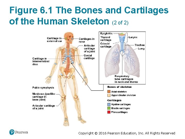 Figure 6. 1 The Bones and Cartilages of the Human Skeleton (2 of 2)