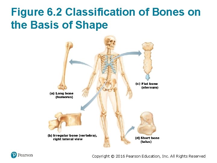 Figure 6. 2 Classification of Bones on the Basis of Shape Copyright © 2016