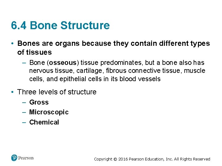 6. 4 Bone Structure • Bones are organs because they contain different types of