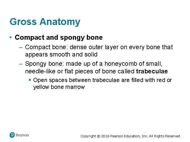 Gross Anatomy • Compact and spongy bone – Compact bone: dense outer layer on