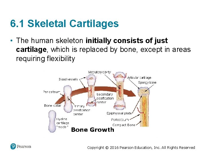 6. 1 Skeletal Cartilages • The human skeleton initially consists of just cartilage, which