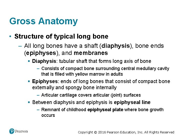 Gross Anatomy • Structure of typical long bone – All long bones have a