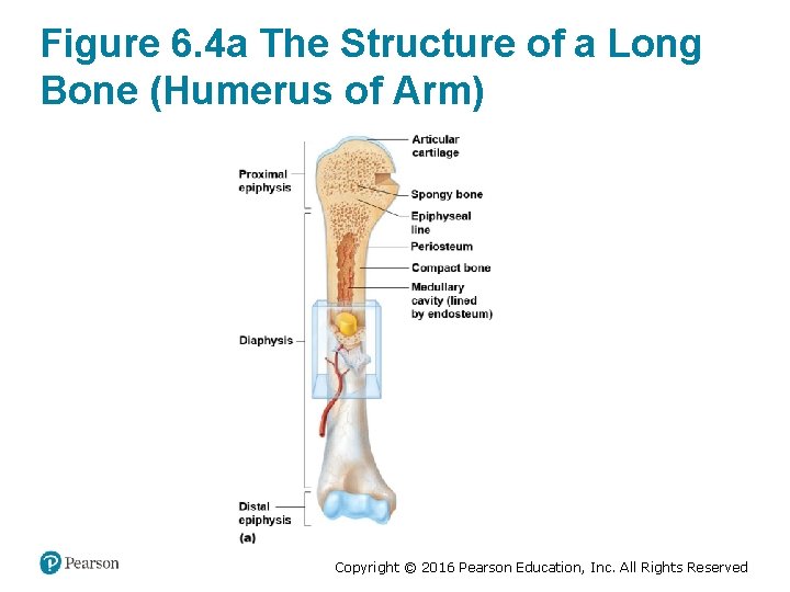 Figure 6. 4 a The Structure of a Long Bone (Humerus of Arm) Copyright