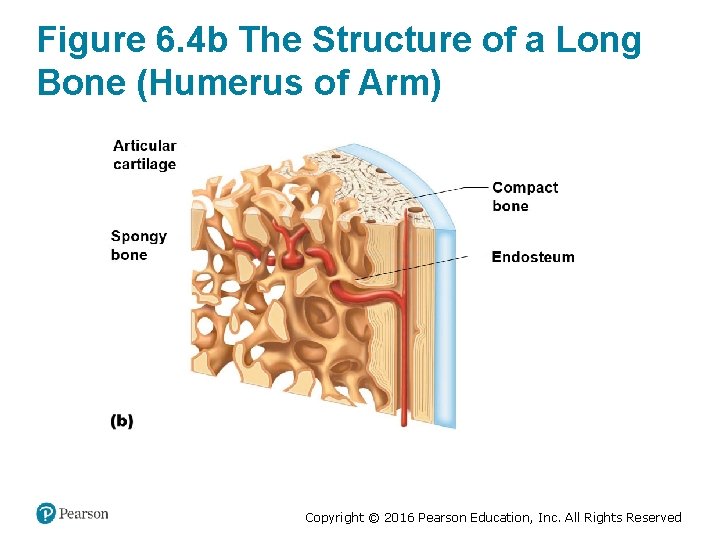 Figure 6. 4 b The Structure of a Long Bone (Humerus of Arm) Copyright
