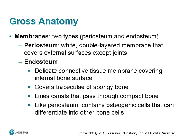 Gross Anatomy • Membranes: two types (periosteum and endosteum) – Periosteum: white, double-layered membrane