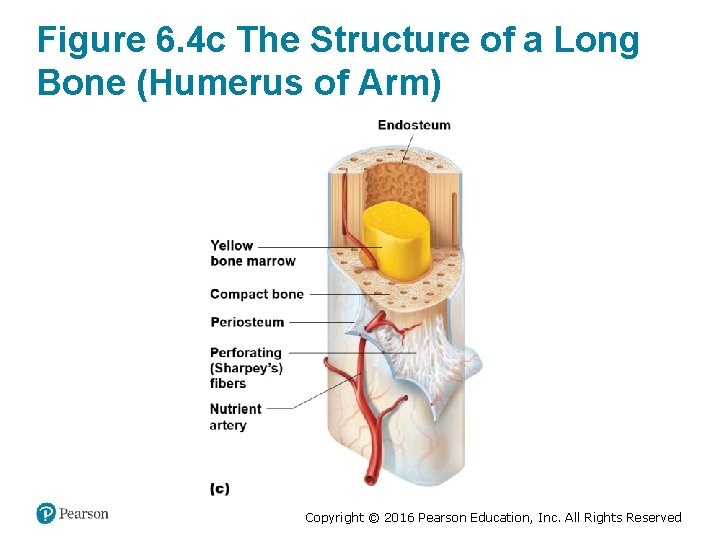 Figure 6. 4 c The Structure of a Long Bone (Humerus of Arm) Copyright