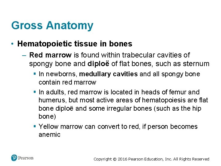 Gross Anatomy • Hematopoietic tissue in bones – Red marrow is found within trabecular