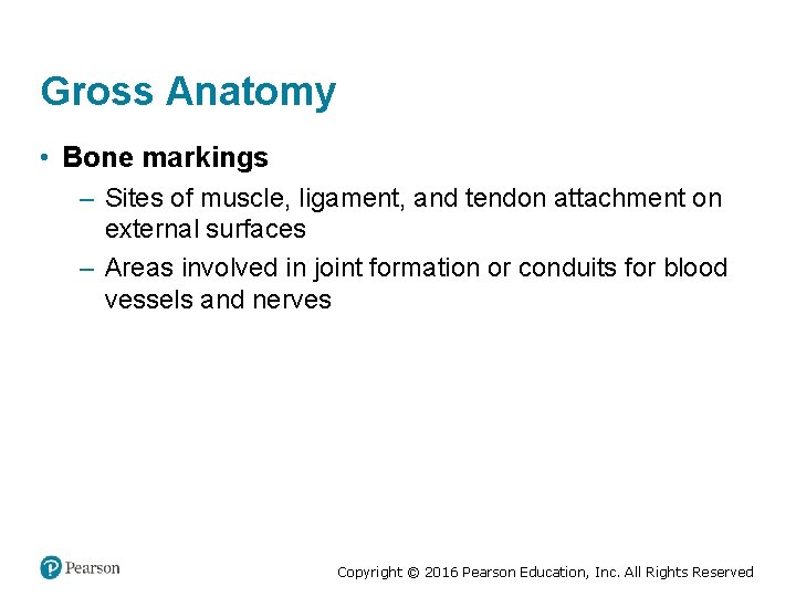 Gross Anatomy • Bone markings – Sites of muscle, ligament, and tendon attachment on