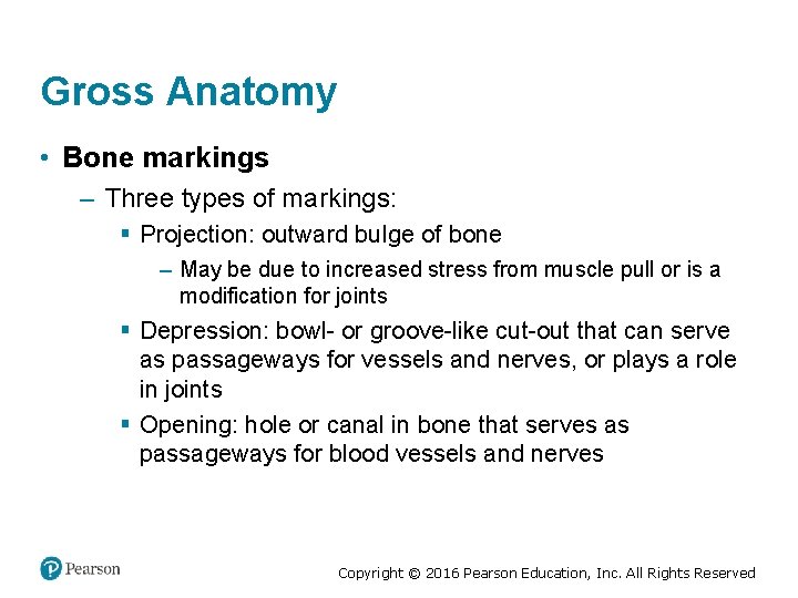 Gross Anatomy • Bone markings – Three types of markings: § Projection: outward bulge