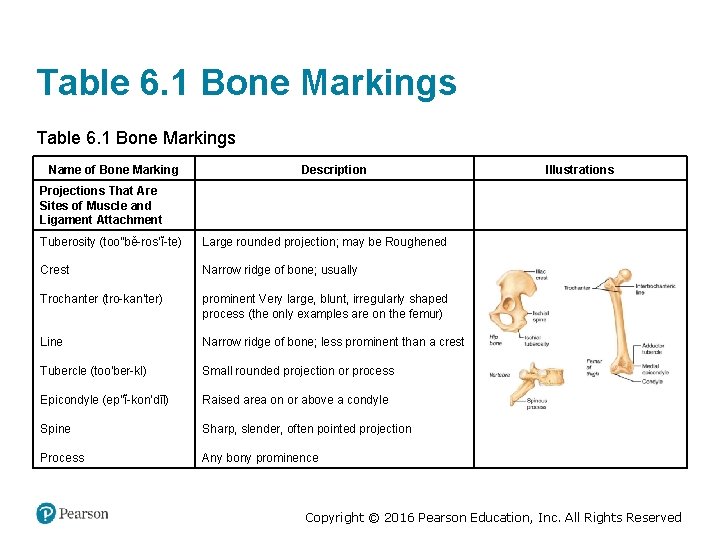 Table 6. 1 Bone Markings Name of Bone Marking Description Illustrations Projections That Are