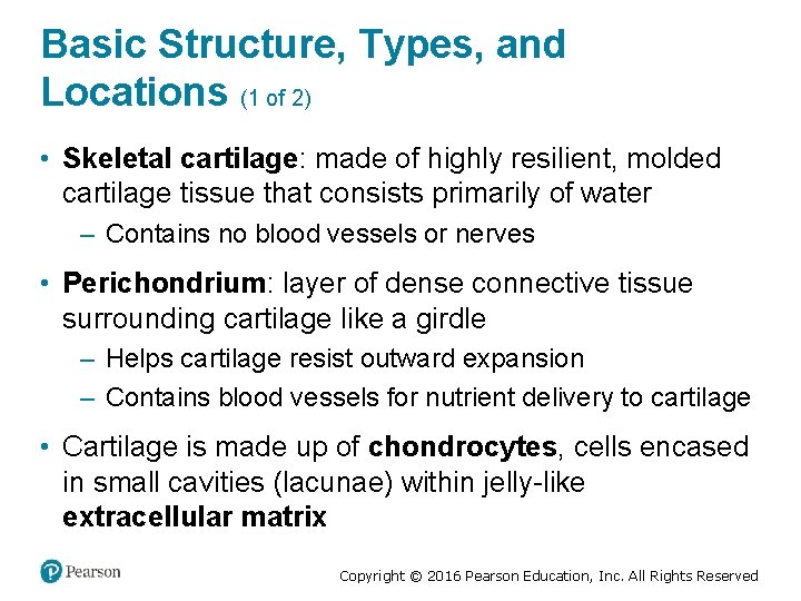 Basic Structure, Types, and Locations (1 of 2) • Skeletal cartilage: made of highly