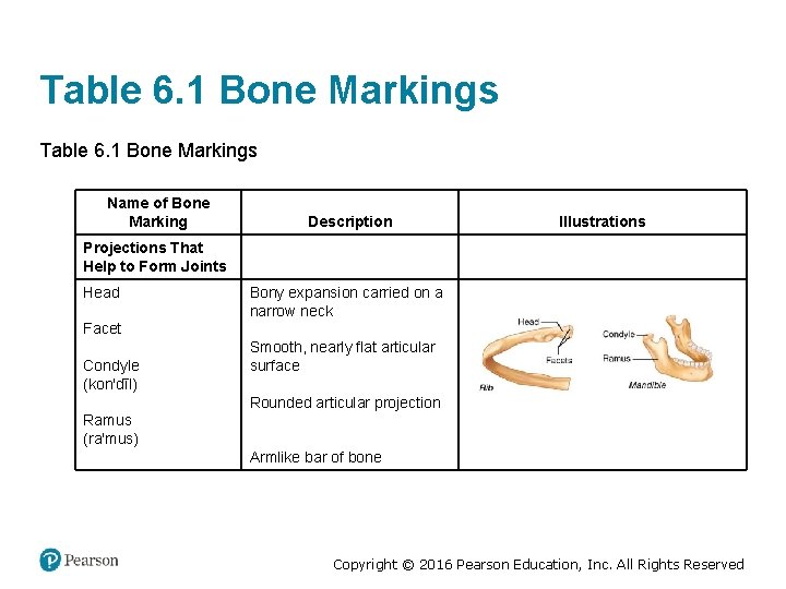 Table 6. 1 Bone Markings Name of Bone Marking Description Illustrations Projections That Help