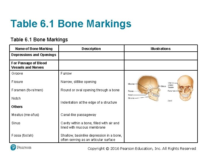 Table 6. 1 Bone Markings Name of Bone Marking Description Illustrations Depressions and Openings