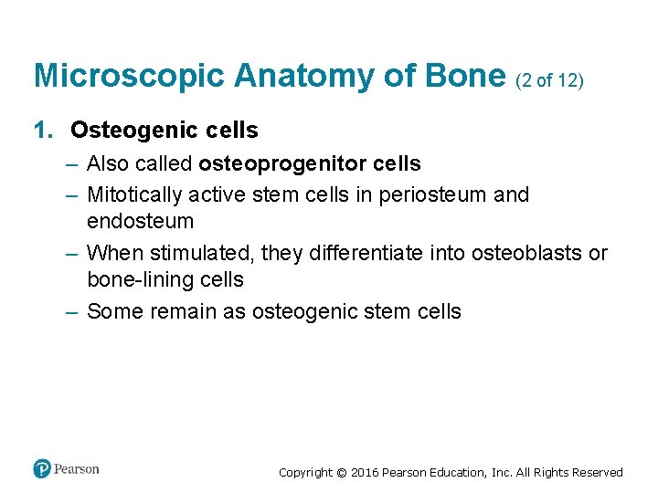 Microscopic Anatomy of Bone (2 of 12) 1. Osteogenic cells – Also called osteoprogenitor