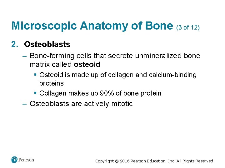 Microscopic Anatomy of Bone (3 of 12) 2. Osteoblasts – Bone-forming cells that secrete