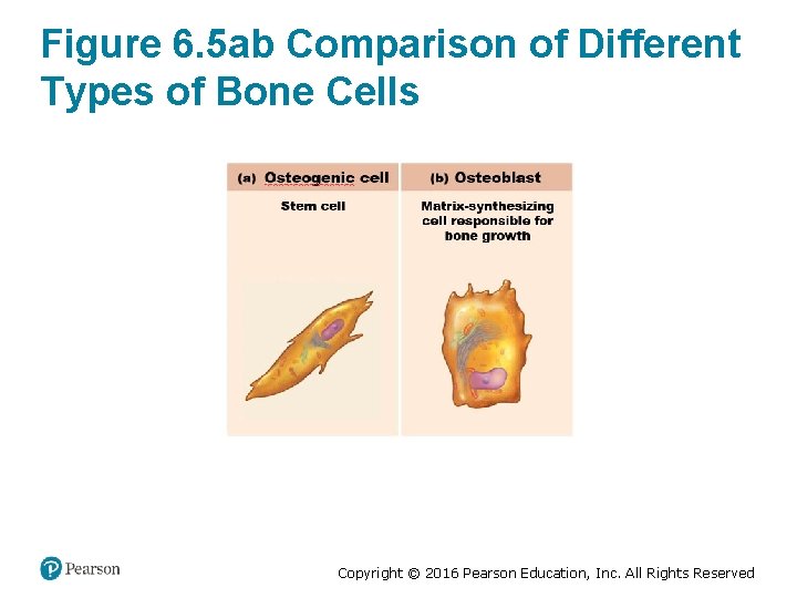 Figure 6. 5 ab Comparison of Different Types of Bone Cells Copyright © 2016