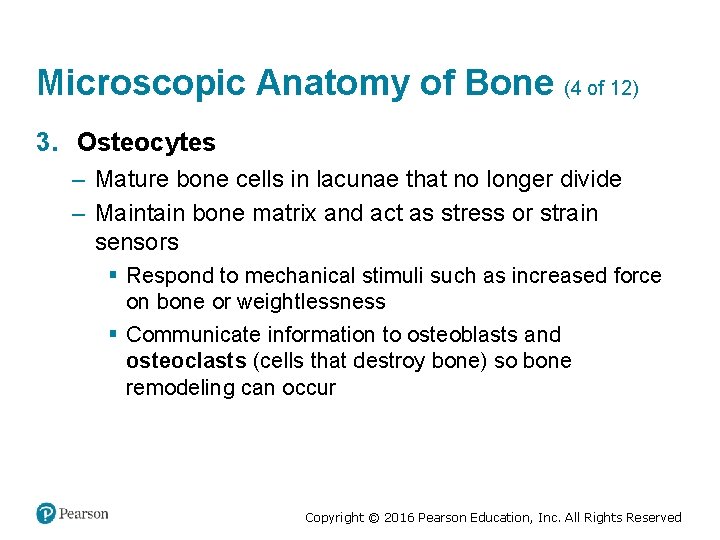 Microscopic Anatomy of Bone (4 of 12) 3. Osteocytes – Mature bone cells in