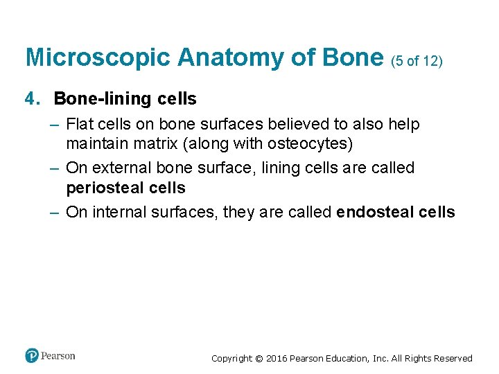 Microscopic Anatomy of Bone (5 of 12) 4. Bone-lining cells – Flat cells on