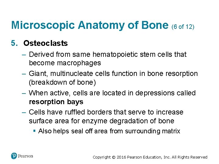 Microscopic Anatomy of Bone (6 of 12) 5. Osteoclasts – Derived from same hematopoietic