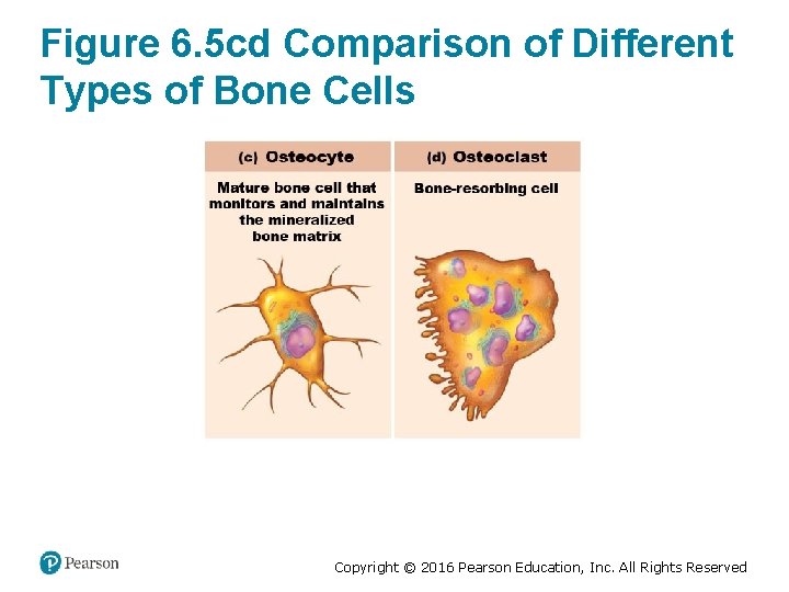 Figure 6. 5 cd Comparison of Different Types of Bone Cells Copyright © 2016