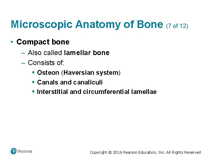 Microscopic Anatomy of Bone (7 of 12) • Compact bone – Also called lamellar