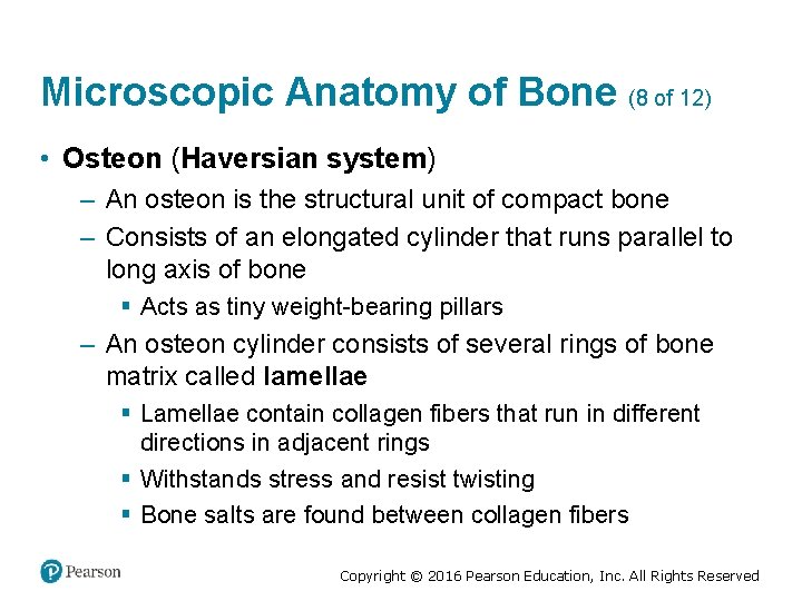 Microscopic Anatomy of Bone (8 of 12) • Osteon (Haversian system) – An osteon