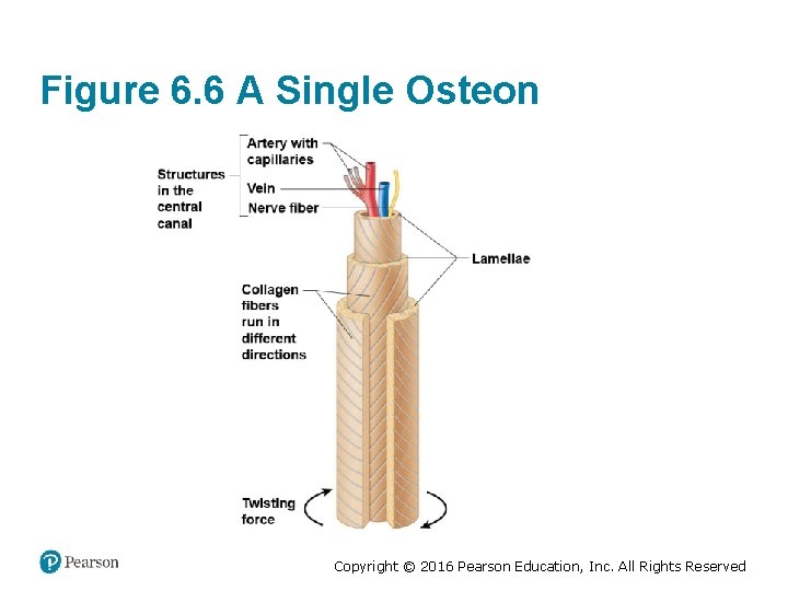 Figure 6. 6 A Single Osteon Copyright © 2016 Pearson Education, Inc. All Rights