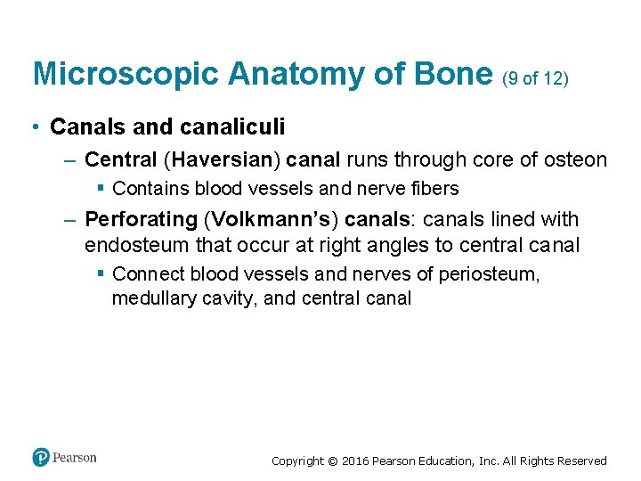 Microscopic Anatomy of Bone (9 of 12) • Canals and canaliculi – Central (Haversian)