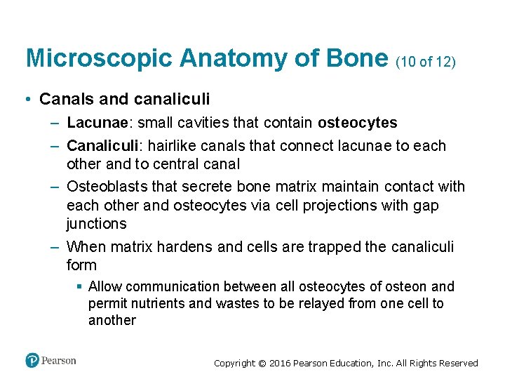 Microscopic Anatomy of Bone (10 of 12) • Canals and canaliculi – Lacunae: small